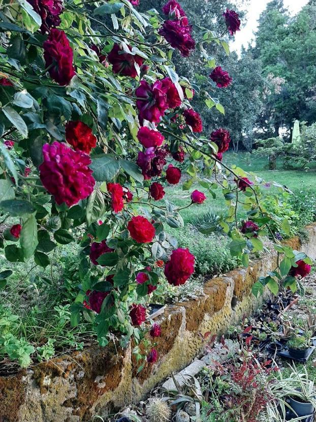 Agriturismo La Romanella Viterbo Esterno foto